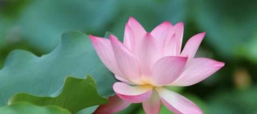 Working with Japannese and Western Reiki